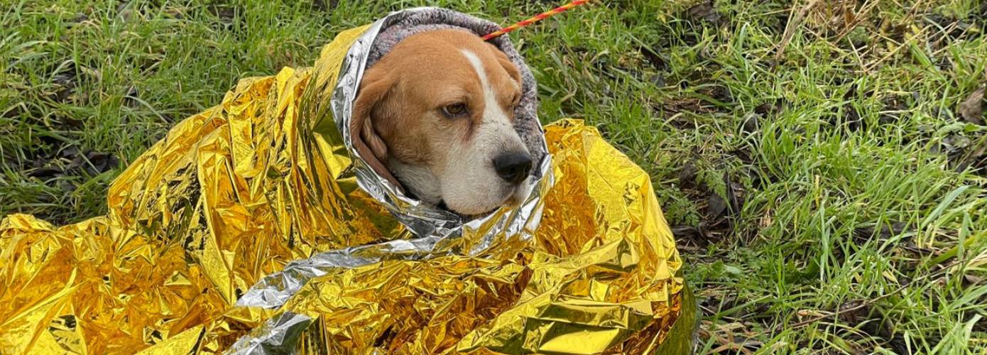 Twee loslopende honden gered op de N33 Noordbroek