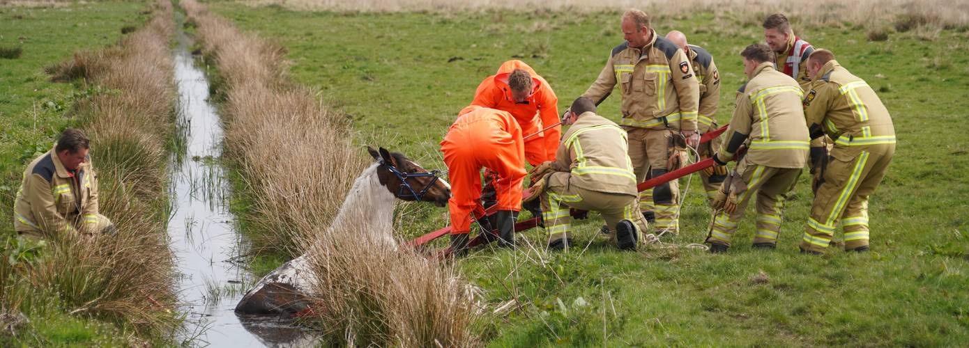 Paard belandt in de sloot bij Haren; gered door de brandweer (Video)