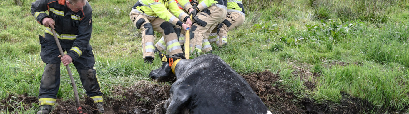 Koe belandt in de sloot bij Haren; gered door de brandweer