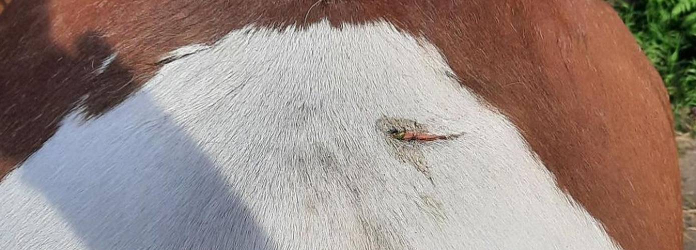 Pony vermoedelijk mishandeld in weiland Lettelbert; meerdere snijwonden