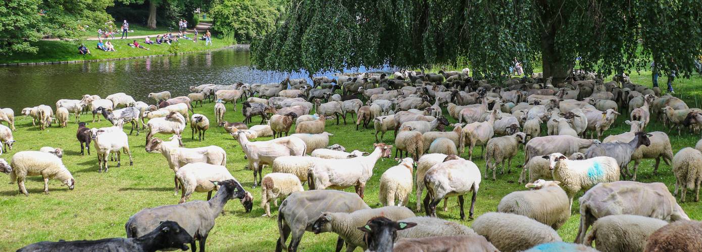 Ruim 300 schapen in het Noorderplantsoen tijdens schaapscheerdersdag (Video)