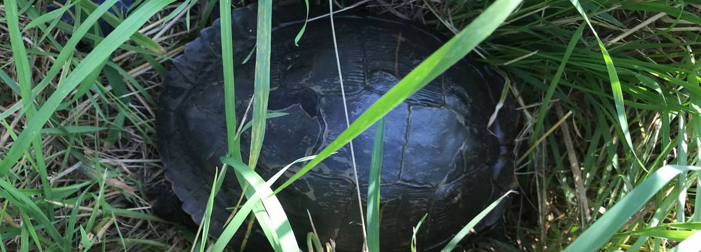 Schildpad van snelweg A7 gered door Rijkswaterstaat