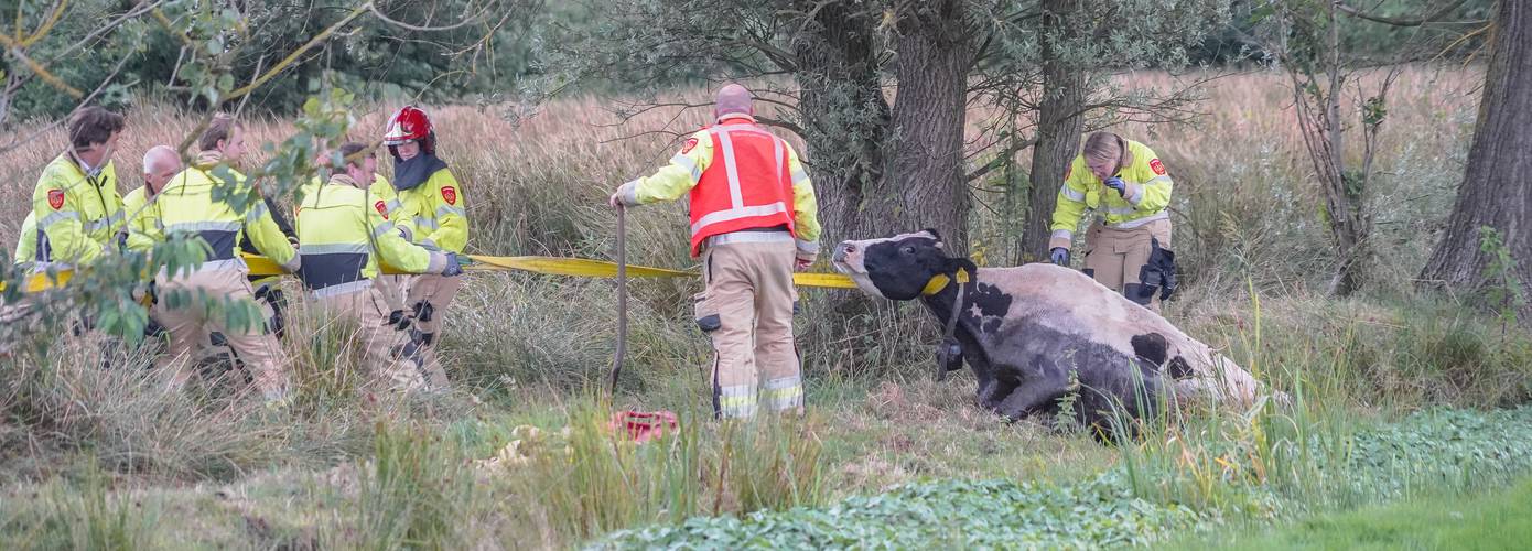 Koe belandt in de sloot bij Glimmen; gered door brandweer 