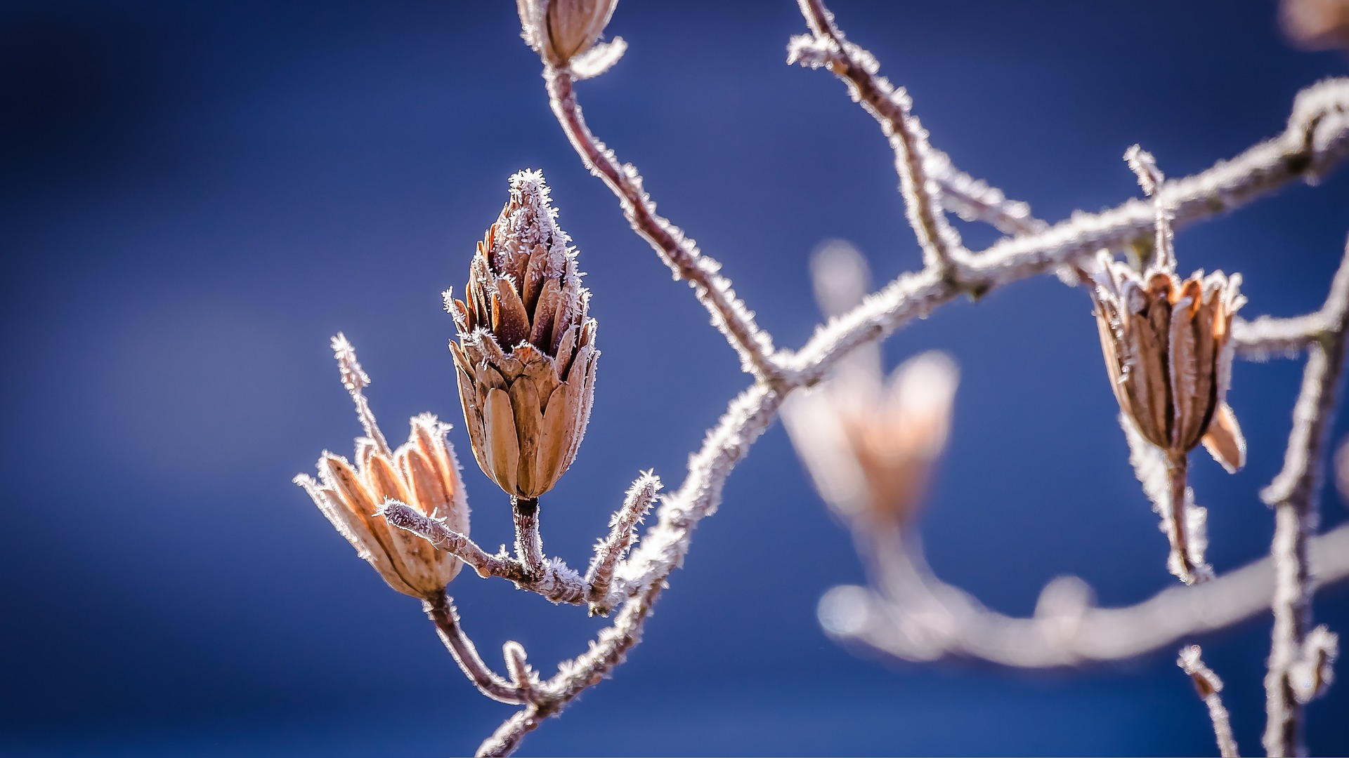 Vannacht mistig en plaatselijk vorst aan de grond