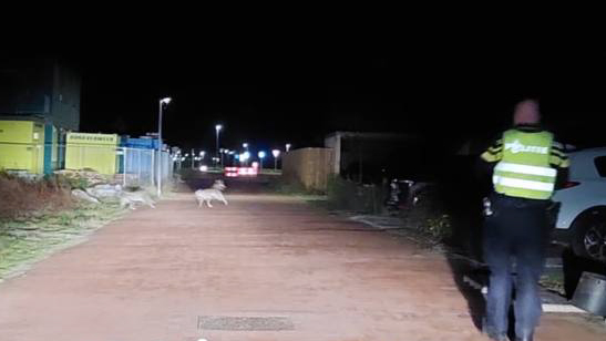 Twee loslopende husky’s door politie gevangen in Meerstad; twee konijnen gegrepen