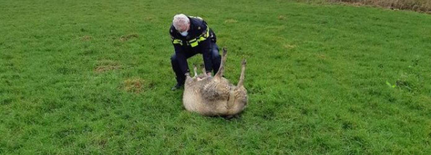 Schapen redden is ook politiewerk: ‘Maar wat moet je eigenlijk doen?’