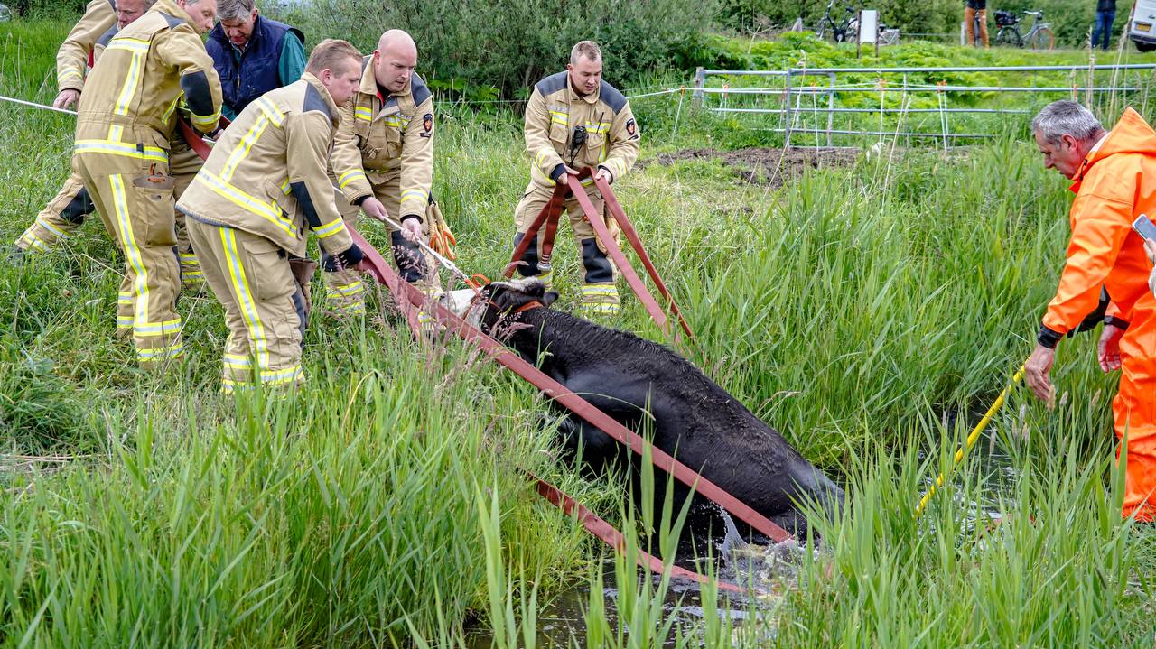 Brandweer redt koe uit sloot bij Haren (video)