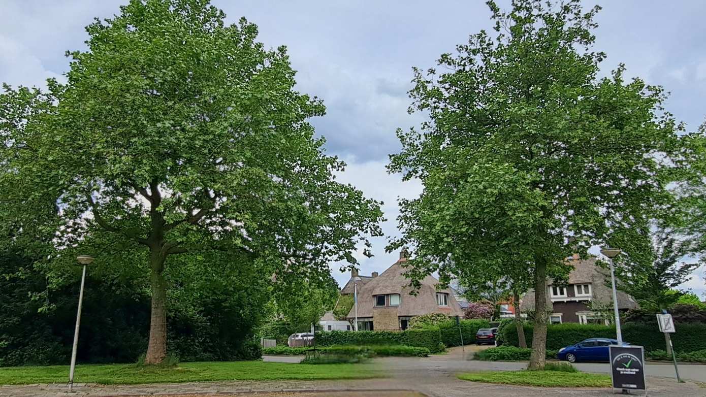 Vier oude bomen Haderaplein worden herplant