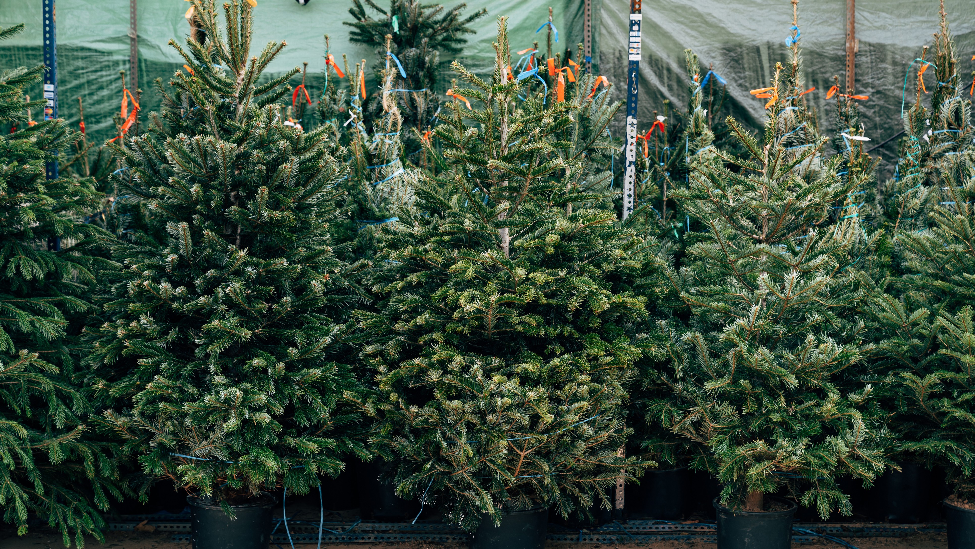 Gemeente Westerkwartier zet één euro statiegeld op kerstbomen