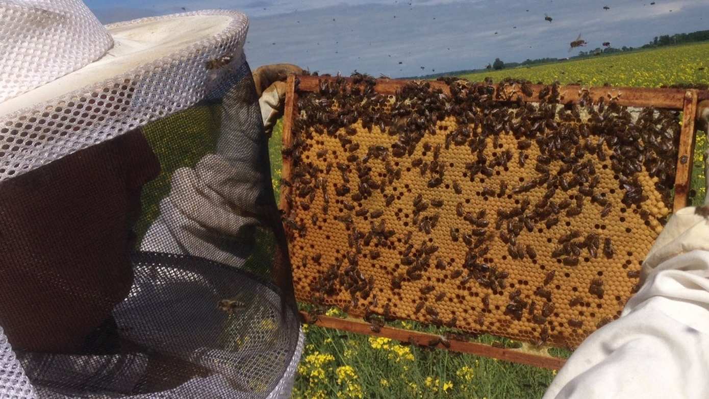 Landelijke Imkerijdagen bij Hortus Haren: ontdek het leven van de bij en de imker