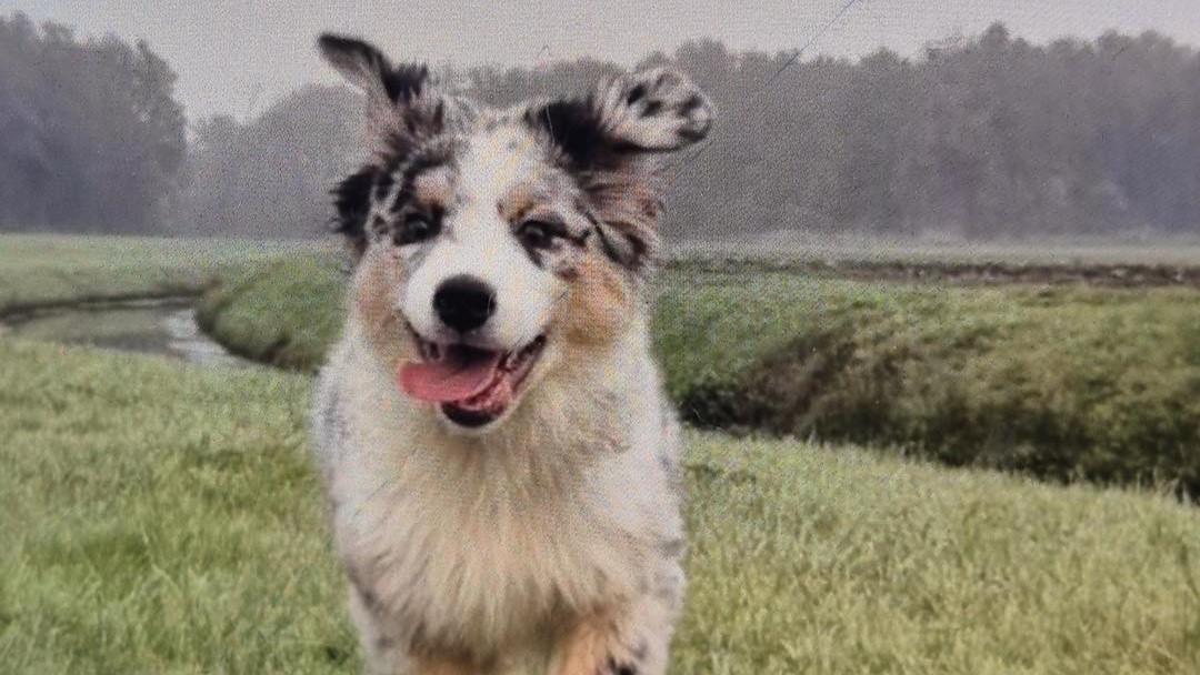 Politie zoekt Audi A4 vanwege inbraak en diefstal van hondje